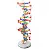 Modelo de estructura de doble hélice de ADN, modelo de estructura molecular de formato grande para preparatoria, cadena de desoxirribonucleótidos J33306 de 60 cm