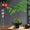 Bola de Musgo de Helecho de Fósforo Rojo Planta de Helecho de una Sola Hoja Hidropónica Maceta Interior Bonsái Zen Chino Tronco Viejo Planta Ornamental Verde