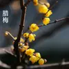 Plántulas de Flor de Ciruelo de Cuatro Estaciones, Floración Cíclica, Plántulas de Ciruelo Rojo, Flores de Ciruelo, Plántulas de Wintersweet, Plantas, Florales de Maceta para Jardín