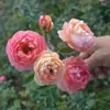 Envío Directo de Una Pieza Plántulas de Rosa Grande para Desfiles Trepadora para Balcón Rosa Trepadora de Cuatro Estaciones Planta Trepadora Rosa Planta de Rosa en Maceta