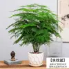 Plantas de Espárragos en Maceta para Interiores Bonsái Grande Absorben Formaldehído Todo el Año Plantas Verdes Perennes Florales Fáciles de Cultivar y Mantener
