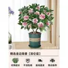 Um pedaço de planta em vaso Daphne odora com bordas douradas, com fragrância forte e botões, flores de interior, pilha velha, adequada para manutenção de outono e inverno