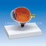 右眼球半边解剖模型