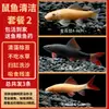 Guppies de Raça Pura, Peixes Ornamentais de Água Doce Pequenos, Peixes Tropicais Fáceis de Criar, Peixes Vivos, Peixes Limpadores, Kinguios Zebra, Peixes Pequenos, Alevinos