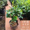 Plántulas de Flores Sonrientes para Dropshipping Plántulas Sonrientes en Maceta Plantas de Flores Fragantes Patio Balcón Perennes Todas las Estaciones