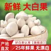 Calidad Premium2025 Nueces Frescas de Ginkgo Biloba con Cáscara para Sopa, Sopa Dulce y Uso en Cocina Japonesa