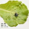 Modelo de inseto de simulação centopeia brinquedo de pegadinha de 1º de abril barata falsa escorpião lagartixa mosca pequena centopeia forte atacado