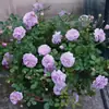 Venta al por mayor de plántulas de rosal trepador, arcos de rosal trepador, plantas en maceta 'Gema de Arena Dragón', rosas multifloras que florecen el mismo año