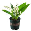 Dropshipping de Mudas de Lírio-do-Vale, Plantas em Vasos, Buquês de Botões, Bulbos que Florescem em Todas as Estações e São Fáceis de Manter na Sala de Estar e no Escritório