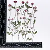 Tallo Individual de Hierba de Luna, Flores Secas, Flores Prensadas al por Mayor, Marcos de Flores Prensadas, Marcadores de Libros Hechos a Mano para DIY, Fundas para Teléfono de Resina, Especímenes de Plantas