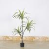 Plantas Verdes Artificiais Grandes para Decoração: Dracena Falsa, Árvore Sangue de Dragão Artificial, Paisagismo de Decoração Suave para Interior, Plantas Verdes Artificiais