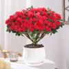 Planta de Azalea en Maceta con Capullos de Flor, Planta Grande Madura, Florece Todo el Año, Adecuada para Balcón y Visualización en Interiores, Planta Perenne Verde