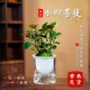 Árbol en maceta con múltiples frutos, adecuado para escritorio de oficina, planta verde estilo Zen, bonsái y una planta que da frutos y tiene follaje atractivo durante todo el año