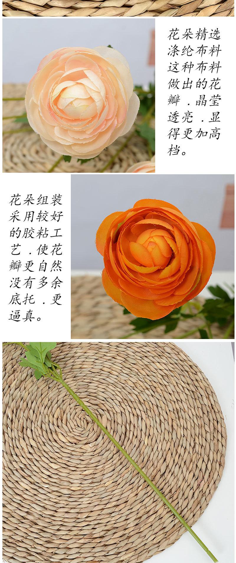 8头露莲_04.jpg