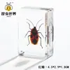 Artesanías de especímenes, insectos reales, escarabajo ciervo, escorpión, escarabajo, araña, regalos de enseñanza de ciencias biológicas, adornos de resina