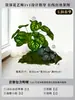 Musgo para Paisajismo de Plantas Verdes Plantas Artificiales Decoración Flores Artificiales Combinación Tropical para Interiores Paisaje de Ventana Persa Arreglo de Césped