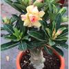Rosa del Desierto en Maceta para Interior Sala de Estar Pila Vieja Floración de Cuatro Estaciones Florales Resistentes a la Sequía y Fáciles de Cultivar Plantas Suculentas con Flores Dobles Verdes
