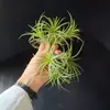 Suministrado Directamente por el Fabricante, Enviado desde la Base, Plantas Aéreas, Plantas Sin Tierra y Varias Combinaciones de Plantas