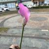 Simulación de comercio exterior, fabricante de lirios de cala blancos, Eva, lirios de cala grandes, boda con flores, decoración suave para el hogar, flores falsas