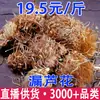 Luo Luhua, Luo Luhua, Lang Touhua, Lan, Gui You Ma, Raíz de Long Cong Venta al por Mayor y Dropshipping