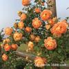Base Wholesale Rosa Trepadora Forma en Maceta Florero de Rosas Enredadera Multi-Flor Casa de Rosas Patio Floración en el Mismo Año