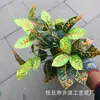 Acessórios de Parede de Plantas Artificiais, Decorações de Floreiras de Parede de Plantas Verdes Falsas, Folhas de Costela de Adão de Plástico, Buquês de Flores Artificiais, Folhagem Falsa