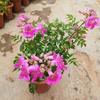 Planta en maceta Flor Lingxiao Vid Nube Púrpura con Capullos Patio Azotea Resistente al Frío Vid Trepadora Perenne Trepadora Planta Leñosa Verde Florales