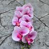 Falsa Falenopsis de Alta Calidad Exportación Blanca Morada 9 Cabezas Tacto Arcoíris Falenopsis Boda Hotel Flor Al Por Mayor