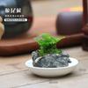 Bonsái de Calamo, Piedra Absorbente, Planta Verde, Planta en Maceta de Helecho Cola de Lobo, Planta Fácil de Cultivar para Personas Perezosas, Hidroponía de Espejo Resistente a la Oreja de Tigre
