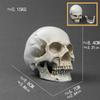 Artesanato Esboço Modelo Médico Ornamentos Crânio Branco Resina Esqueleto Músculo Gesso Estátua Ensino Modelo de Ensino