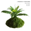 Musgo Sintético Decoración Suave para Interiores Conjunto de Micro-Paisajismo Combinación Ventana Pasillo Musgo Falso Planta Verde Decoración de Paisajismo Arreglo