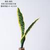 Galhos Artificiais de Filodendro de Zhi Xu, Flores Artificiais, Plantas Verdes, Artesanato para Decoração de Casamento, Estilo Ins, Atacado Transfronteiriço
