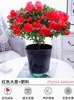 Plántulas de Rododendro Plantas en Maceta con Capullos Interior y Exterior Balcón Fácil de Cultivar Florales Perenne Todo el Año Balcón Patio