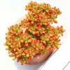 Combinação de Plantas Suculentas de Pinheiro em Forma de Bola em Vaso, Planta Verde com Flor para Escritório e Varanda, Suculenta Fofa que Absorve Radiação