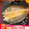 Peixe Croaker Amarelo Fresco Congelado, Peixe Croaker Amarelo Grande com o Dorso Aberto, Peixe Vivo Que Pode Ser Frito Sem Ser Morto, Frescamente Marinados, Produto Fresco Premium Gelado