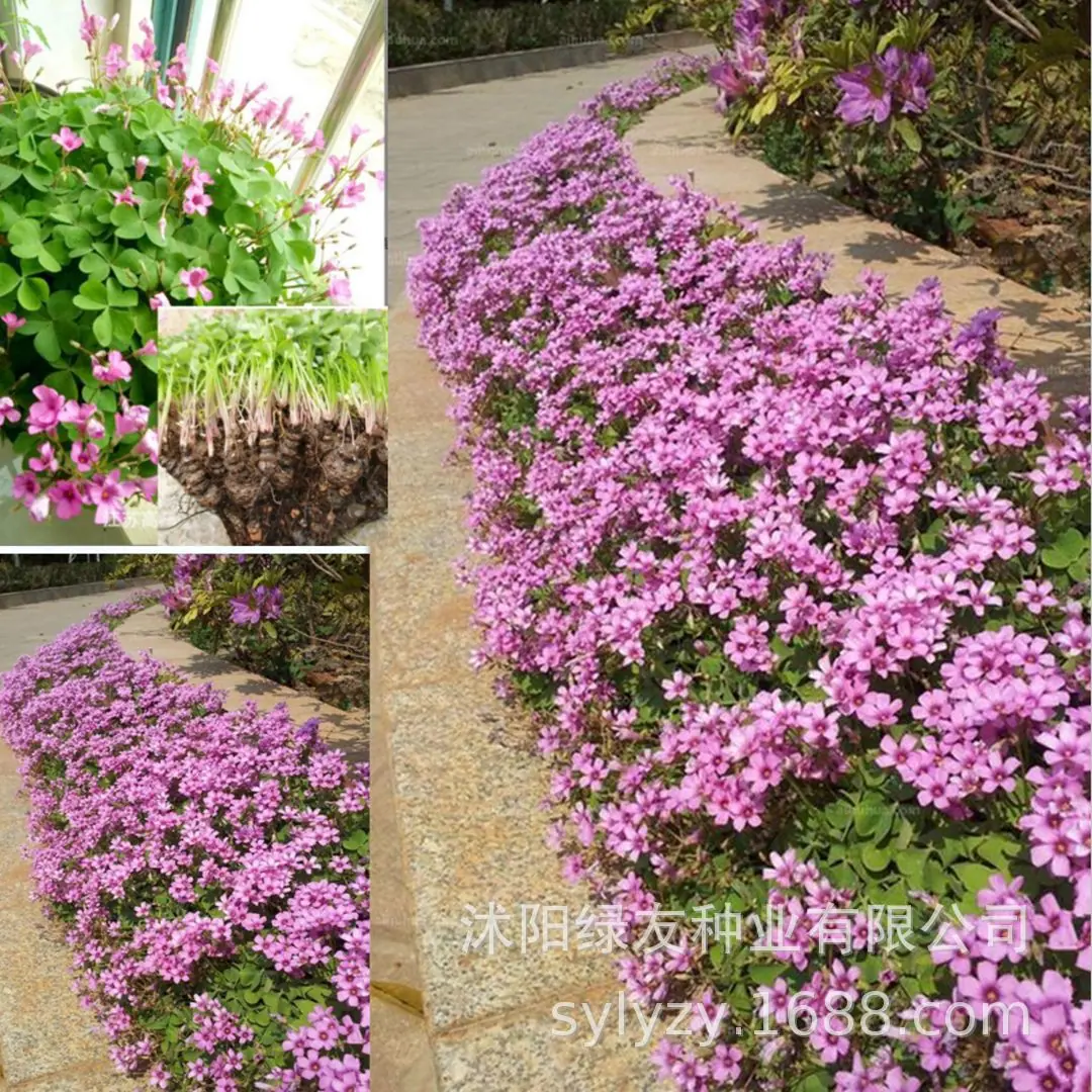 批发红花酢浆草 红花炸酱草 红花草