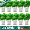 Plantas de interior para sala de estar fáciles de cultivar eliminan formaldehído absorben enredaderas largas maceta grande flores de interior plantas plantas verdes enredaderas verdes hojas grandes venta al por mayor