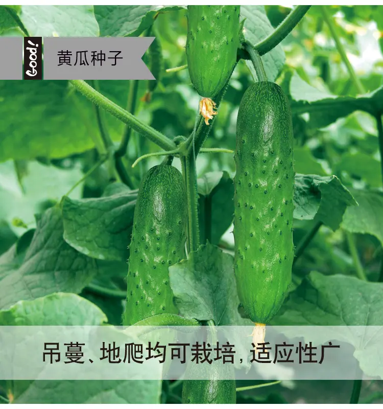 水果黄瓜03-4