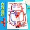 Modelo de unidad de filtración renal, kit de bricolaje para biología de secundaria, formación de orina, experimento científico