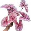 Sensación de simulación planta verde grande fábrica de comercio exterior 7 sensación color hojas de taro paisaje selva tropical jardín planta verde al por mayor