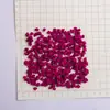 Vendas Diretas da Fábrica e Atacado de Cubos de Pitaya Liofilizada e Ingredientes para Panificação de Pitaya Desidratada