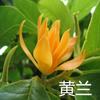 Dropshipping Orquídea Blanca Planta en Maceta Plántula de Magnolia de Interior con Capullos Floreciendo en Todas las Estaciones Fragancia Fuerte Amarillo