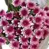 Atacado de Flores Margaridas Multicabeça, Entrega Direta de Yunnan, Cestas de Flores, Buquês, Arranjos para Vaso em Casa, Exposição em Banca, Compra em Grupo, Dropshipping de Uma Peça