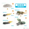 Juguete modelo de animal pequeño simulación ciclo de vida crecimiento rana tortuga pollo Montessori material didáctico preescolar venta al por mayor