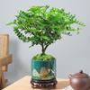 Pimenta Aromática Vaso Mini Planta Repelente de Mosquitos Flor de Interior Sala de Estar Escritório Mesa Pequena Planta Verde Fácil de Manter
