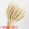 Venta al por mayor de fábrica ramo de flores secas de espiga de trigo natural cebada de apertura adornos de decoración pastoral adornos de flores secas estilo pastoral