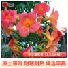 Plántulas de Flor Lingxiao Resistentes al Frío, Enredaderas Trepadoras, Florales de Floración Cuatro Estaciones, Plántulas Grandes, Plantas Verdes, Plantas en Maceta, Florales de Petardos para Patio Balcón, Glicina