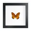 Mariposa Real, Especie Preciosa de Verano, Mariposa Rara, Mariposa Pequeña de Cinta Verde, Adorno de Escritorio, Espécimen de Regalo, Pintura Decorativa, Espécimen de Mariposa