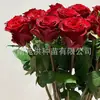 Ahora se desentierran rosas de flor grande en la base de Yunnan. Hay montones viejos de plántulas de tres años disponibles por una pieza. Múltiples Productos se Mezclan y Combinan con Rosas de Floración Cuatro Estaciones