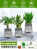 Ciudad sin Noche Planta de Aloe Vera en Maceta Planta Verde Purificadora de Aire de Interior Suculenta para Escritorio de Oficina Flor de Cuatro Estaciones Cactus Plántula de Aloe Vera